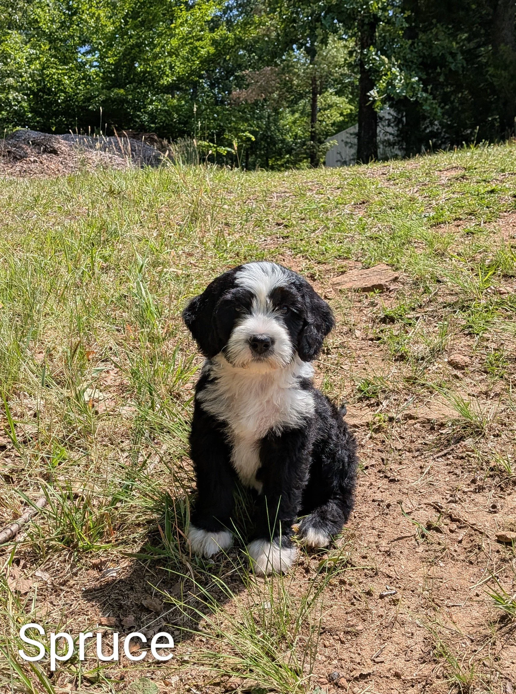 8 week puppy update!!!