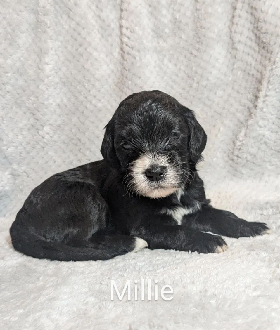 Black and white Bernese Water Dog puppy resting on a soft white blanket with the name Millie written below.
