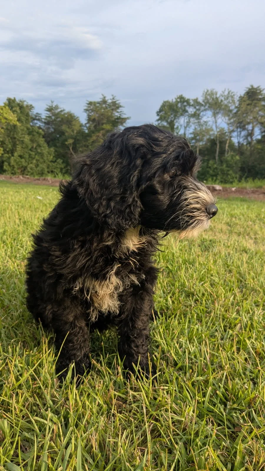 Black and gray curly-haired Bernese Water dog puppy sitting on green grass field with trees and a cloudy sky in the background.