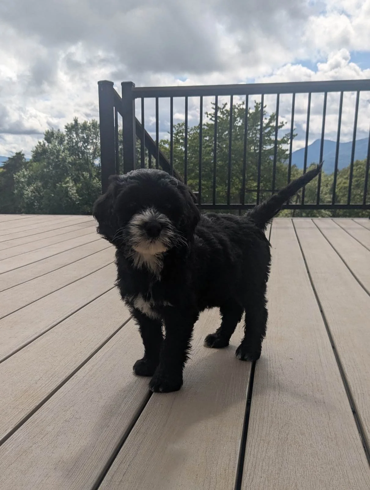 Young black and white Bernese Water dog puppy standing on a wooden deck outdoors, with a mountain view, cloudy sky, and trees in the background.
