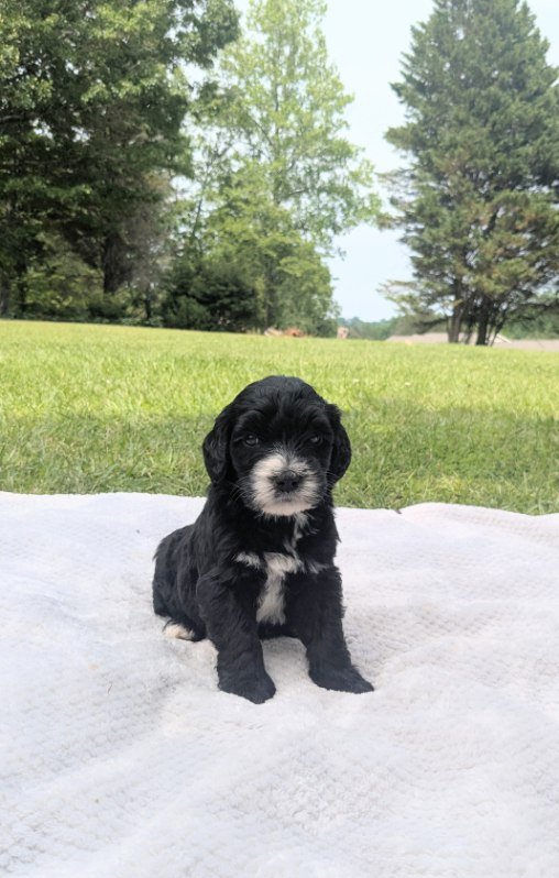 Cute black and white Bernese Water dog puppy sitting on a white blanket outdoors with green grass and trees in the background.