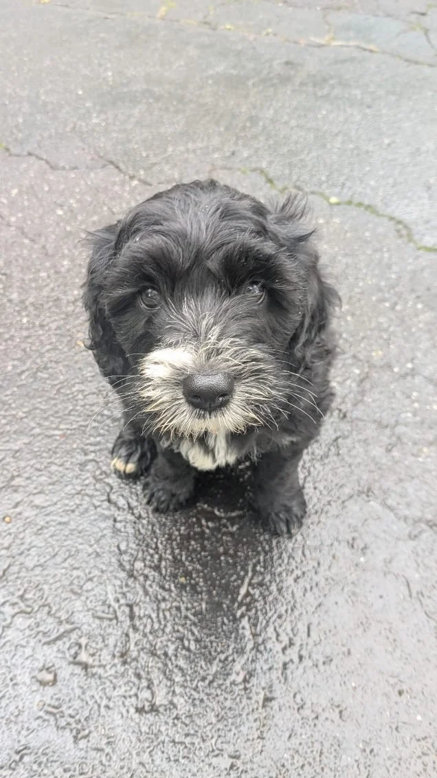 Cute black and white Bernese Water dog puppy sitting on wet asphalt, looking up at the camera.