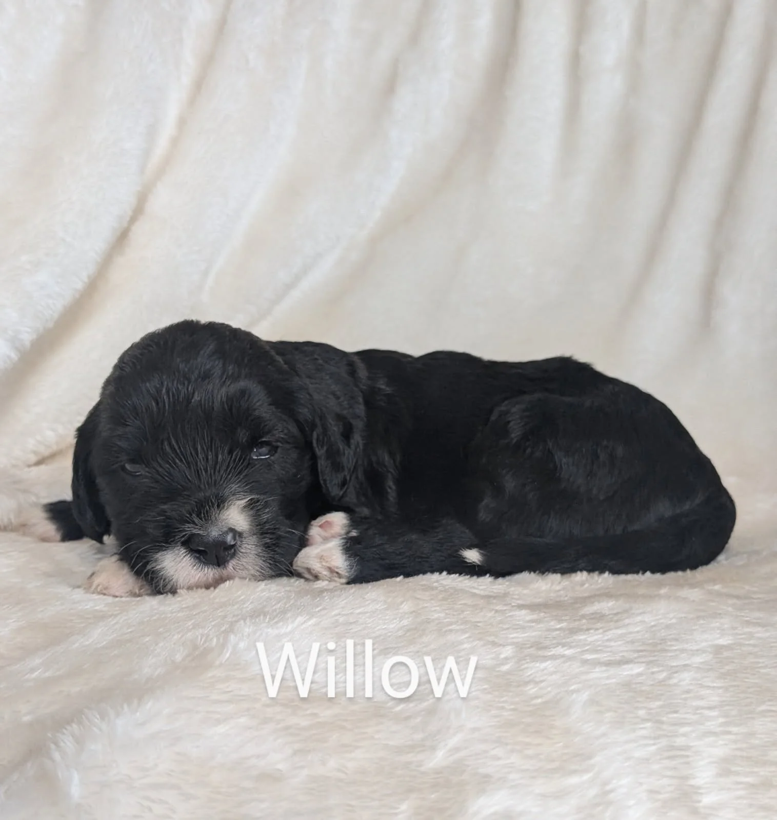Black Bernese Water Dog puppy lying on a white fluffy surface with the name 'Willow' written underneath.