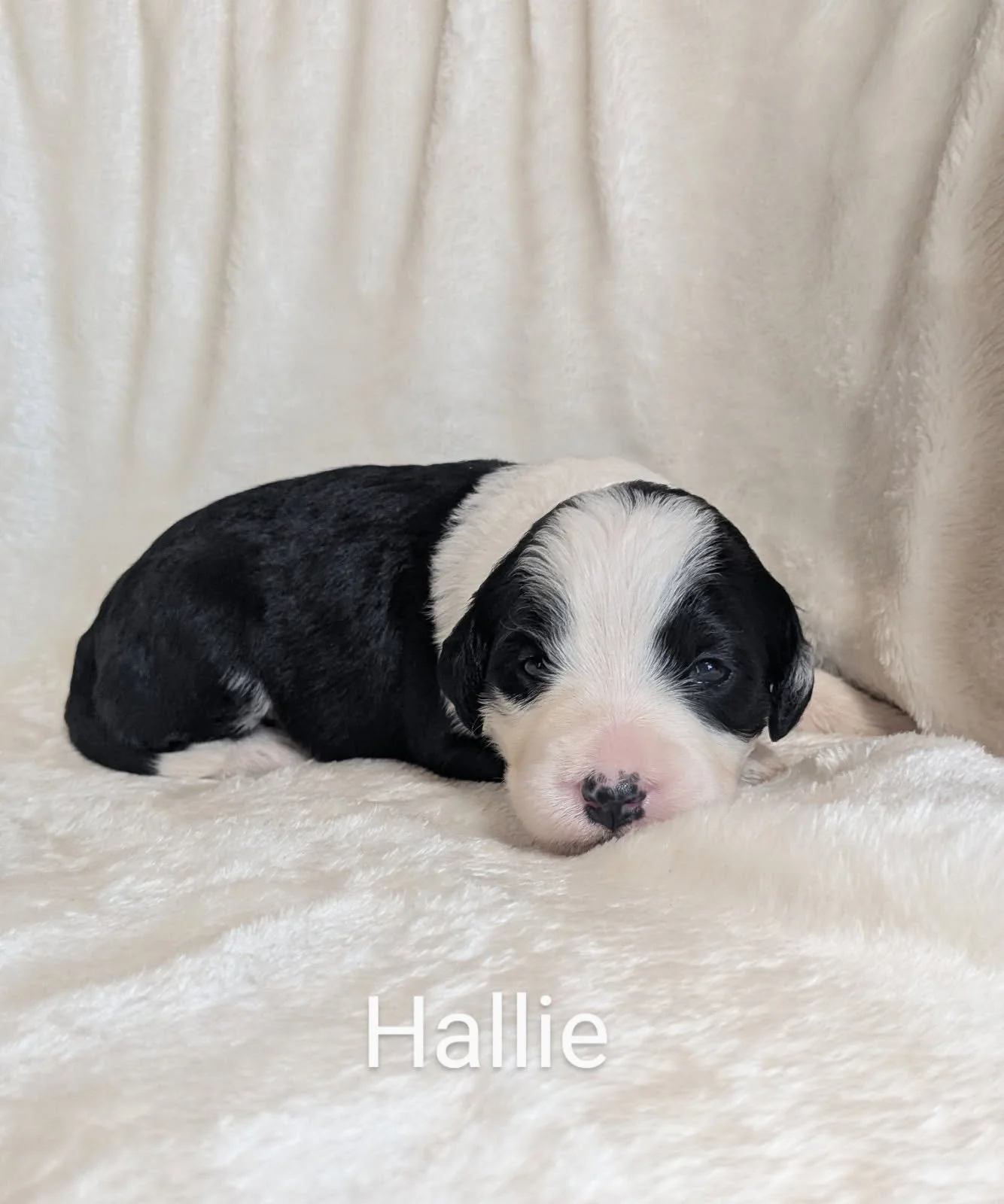 A black and white Bernese Water Dog puppy lying on a soft, white blanket.