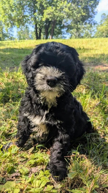 Cute black and white Bernese Water dog puppy sitting outdoors on grass with trees and blue sky in the background.