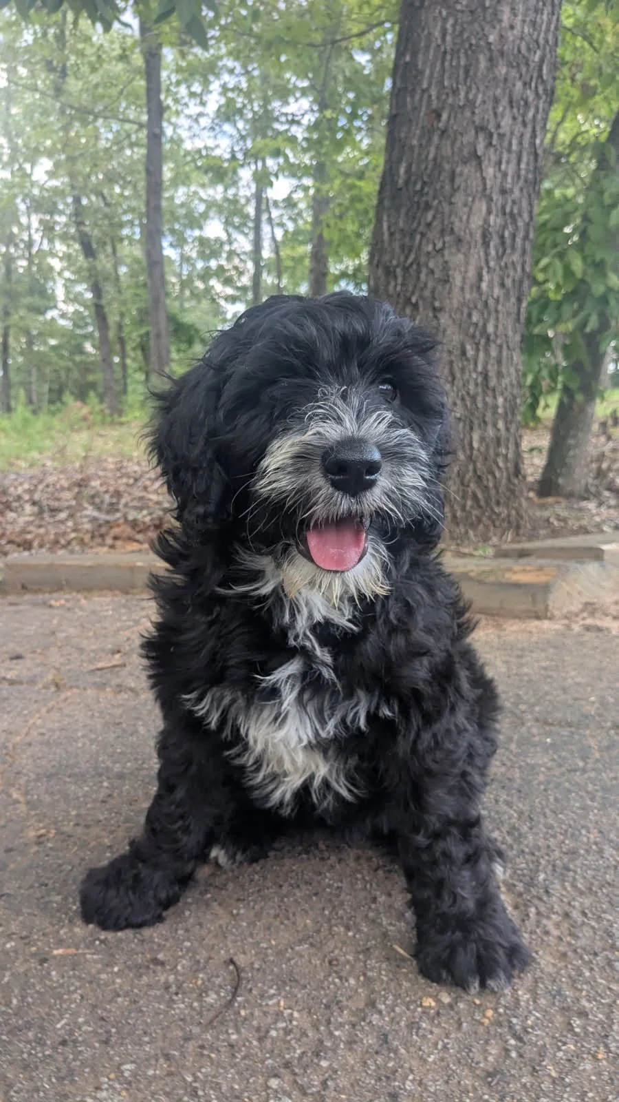 Adorable black and white Bernese Water dog puppy sitting outdoors on a dirt path with trees and greenery in the background.