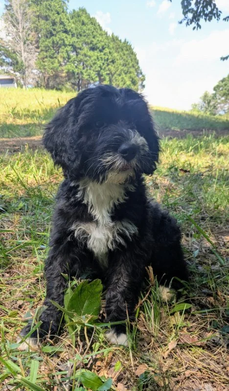 Black and white puppy Bernese Water dog sitting on grass outdoors with trees and a cloudy sky in the background.