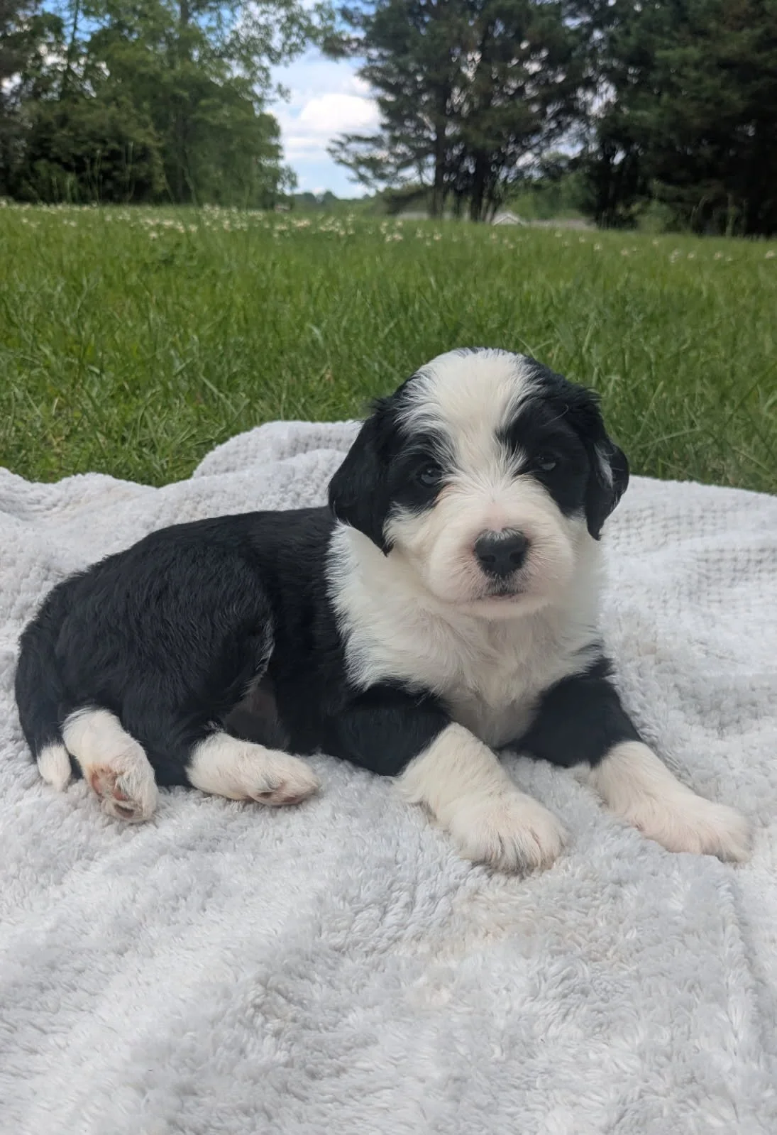 Black and white Bernese Water Dog puppy lying on a blanket outdoors on grass.