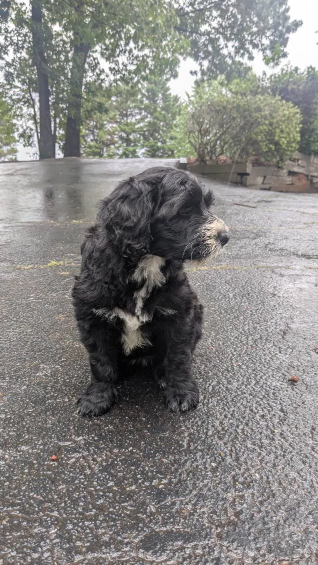 A black and white Bernese Water dog puppy sitting on a damp asphalt surface outdoors with trees and bushes in the background.
