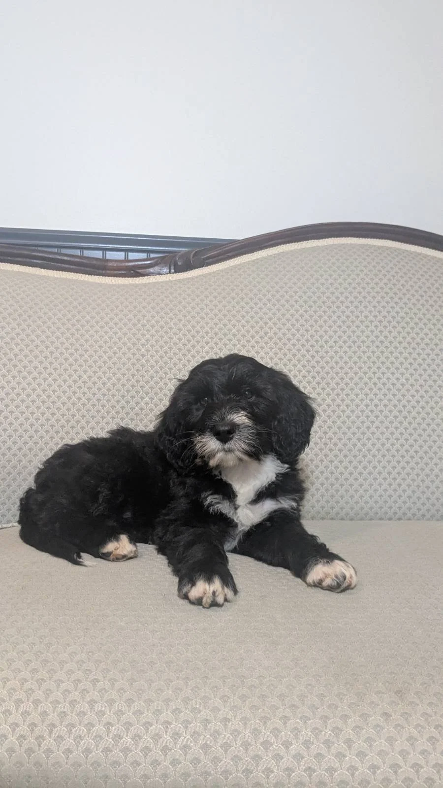 A black and white Bernese Water dog puppy sitting on a beige patterned sofa, with a white wall in the background.