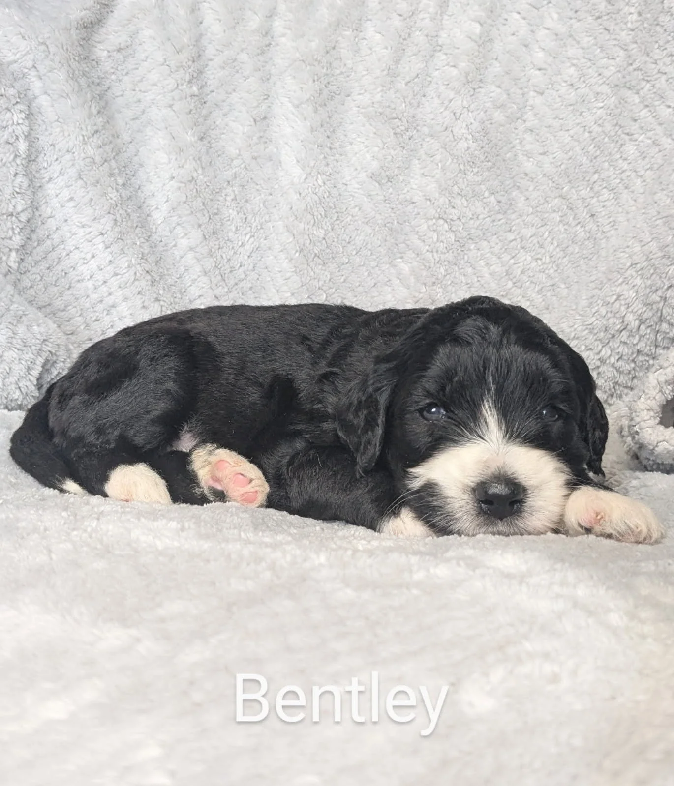 Black and white Bernese Water Dog puppy lying on a gray blanket