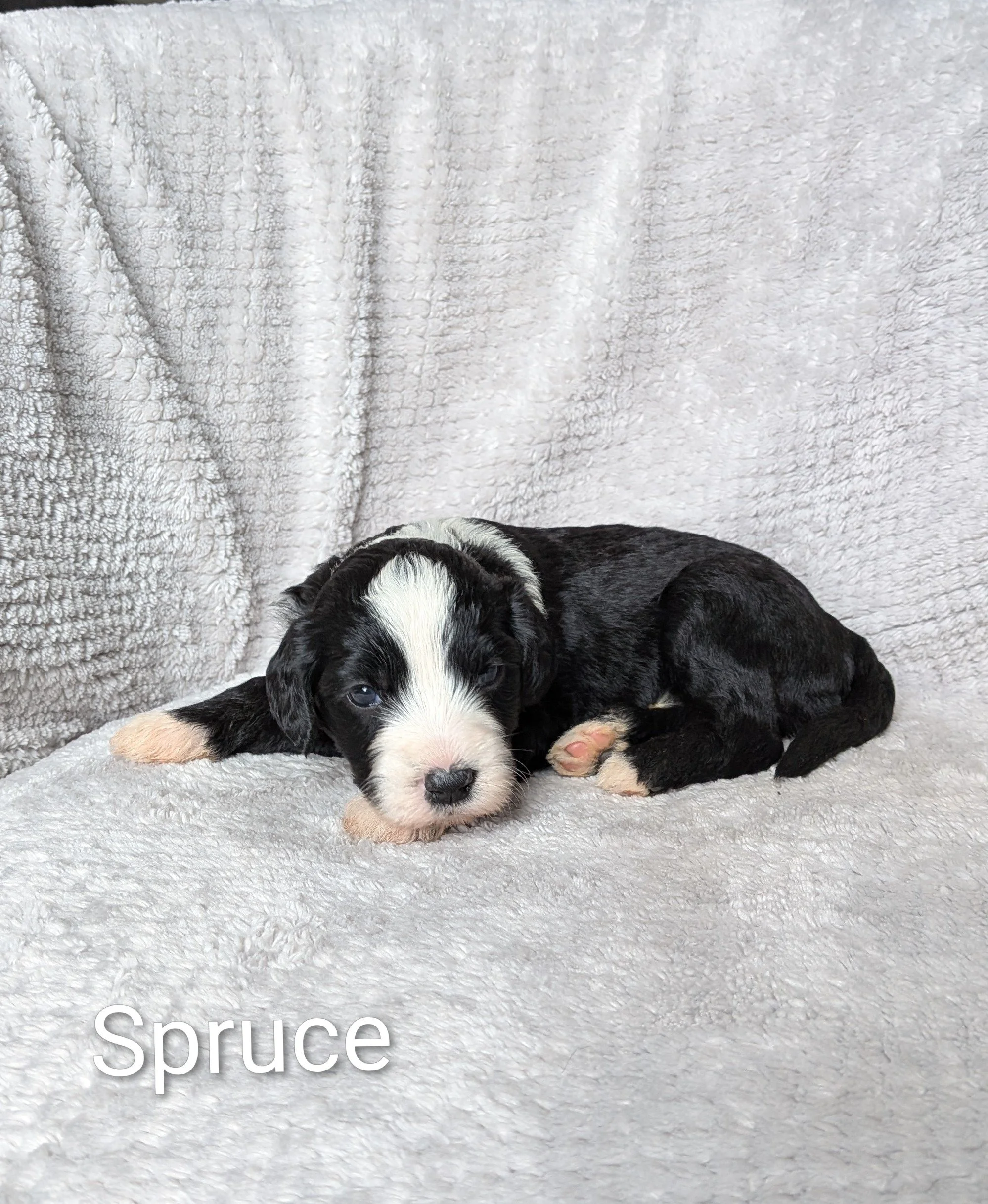 Spruce week 3 pic 1.jpg