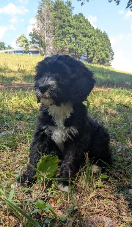 A black and white Bernese Water dog puppy sitting on grass outdoors with trees and a house in the background.