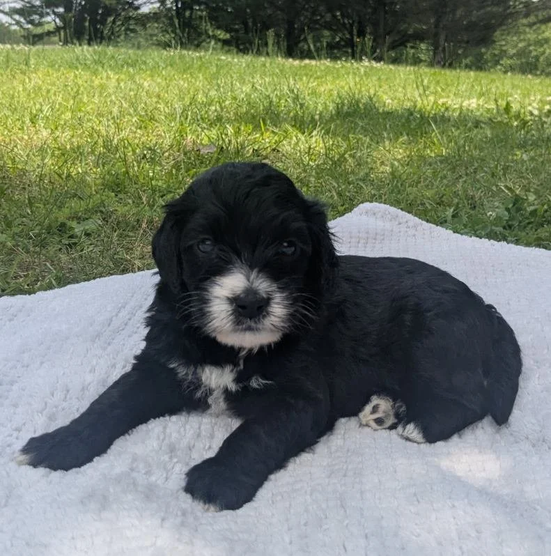 Black and white Bernese Water Dog puppy lying on a blanket outdoors on a grassy field.