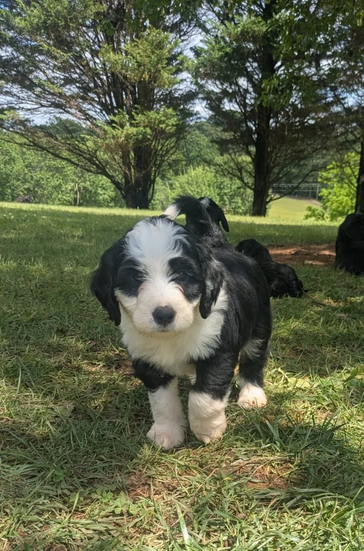 A black and white Bernese Water dog puppy standing on grass in a park area with trees in the background.