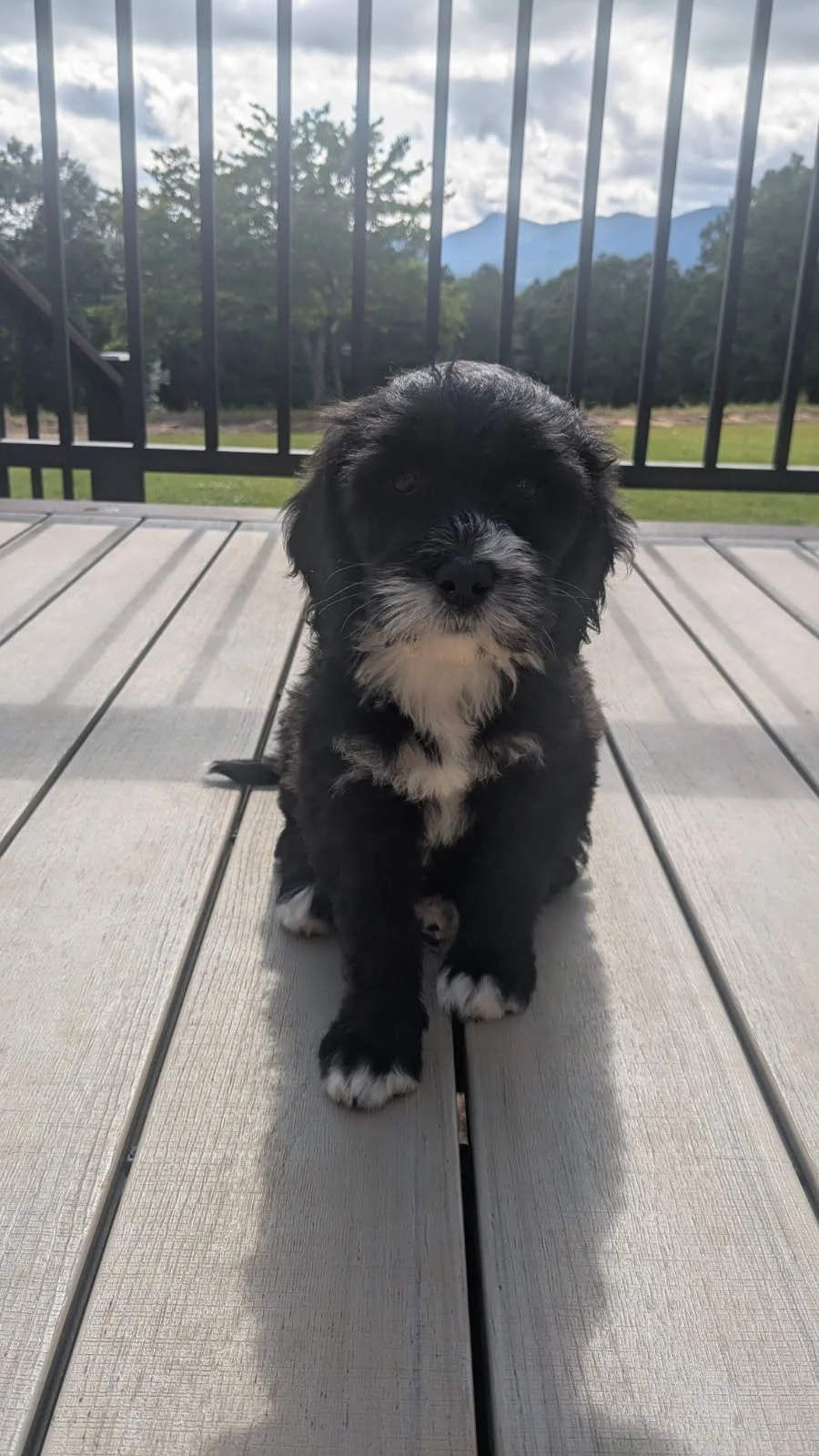 A cute black and white Bernese Water dog puppy sitting on a wooden deck with mountains and trees in the background.