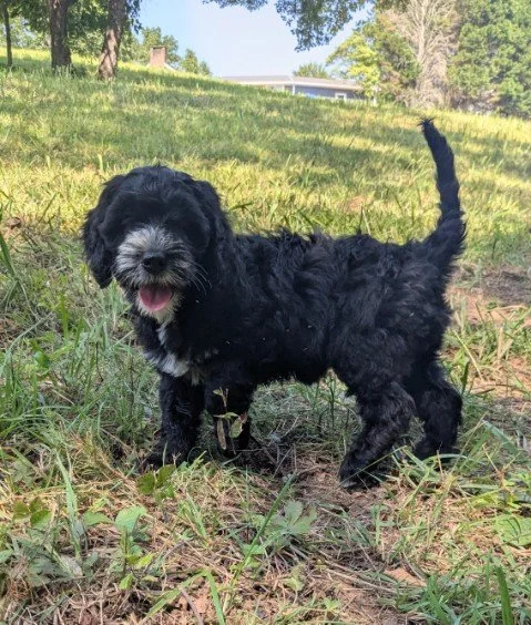 Cute black Bernese Water dog puppy with a curly coat standing on grassy ground outdoors.