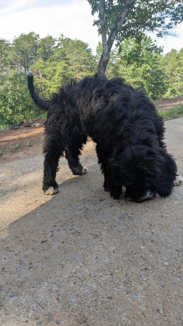 Black fluffy Bernese Water dog with white paws sniffing the ground on a dirt path in a wooded area.