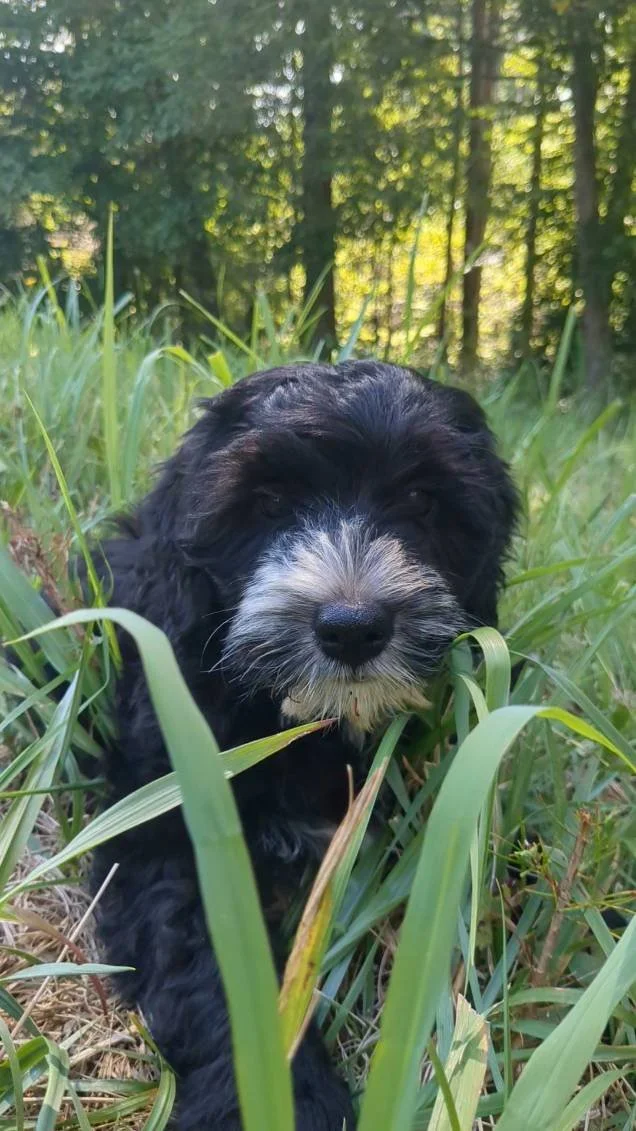 A black Bernese Water dog puppy with a white lying in tall green grass in a wooded area.