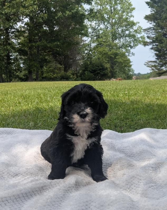 A small black and white Bernese Water dog puppy sitting on a white blanket outdoors on a grassy area with trees in the background.