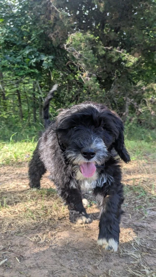 A small, fluffy Bernese Water dog puppy with black and gray fur running outdoors on dirt, with a background of green trees and foliage.