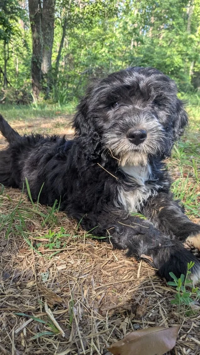 Cute black and white Bernese Water dog  puppy lying on the ground in a wooded area with green foliage in the background.