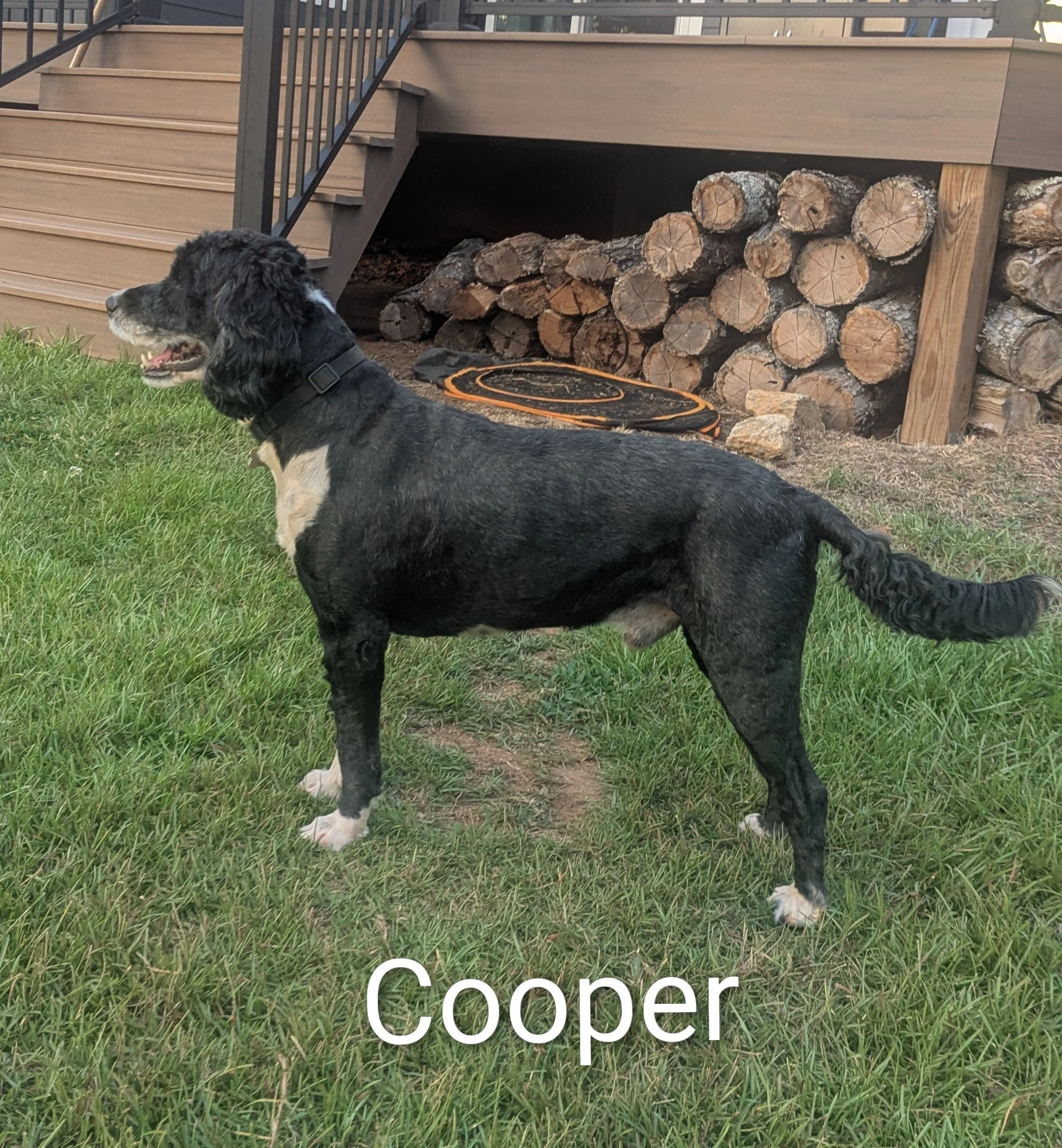 Cooper 3.jpg
