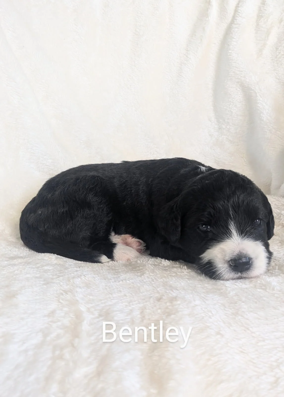 Black and white Bernese Water Dog puppy lying on a soft blanket.