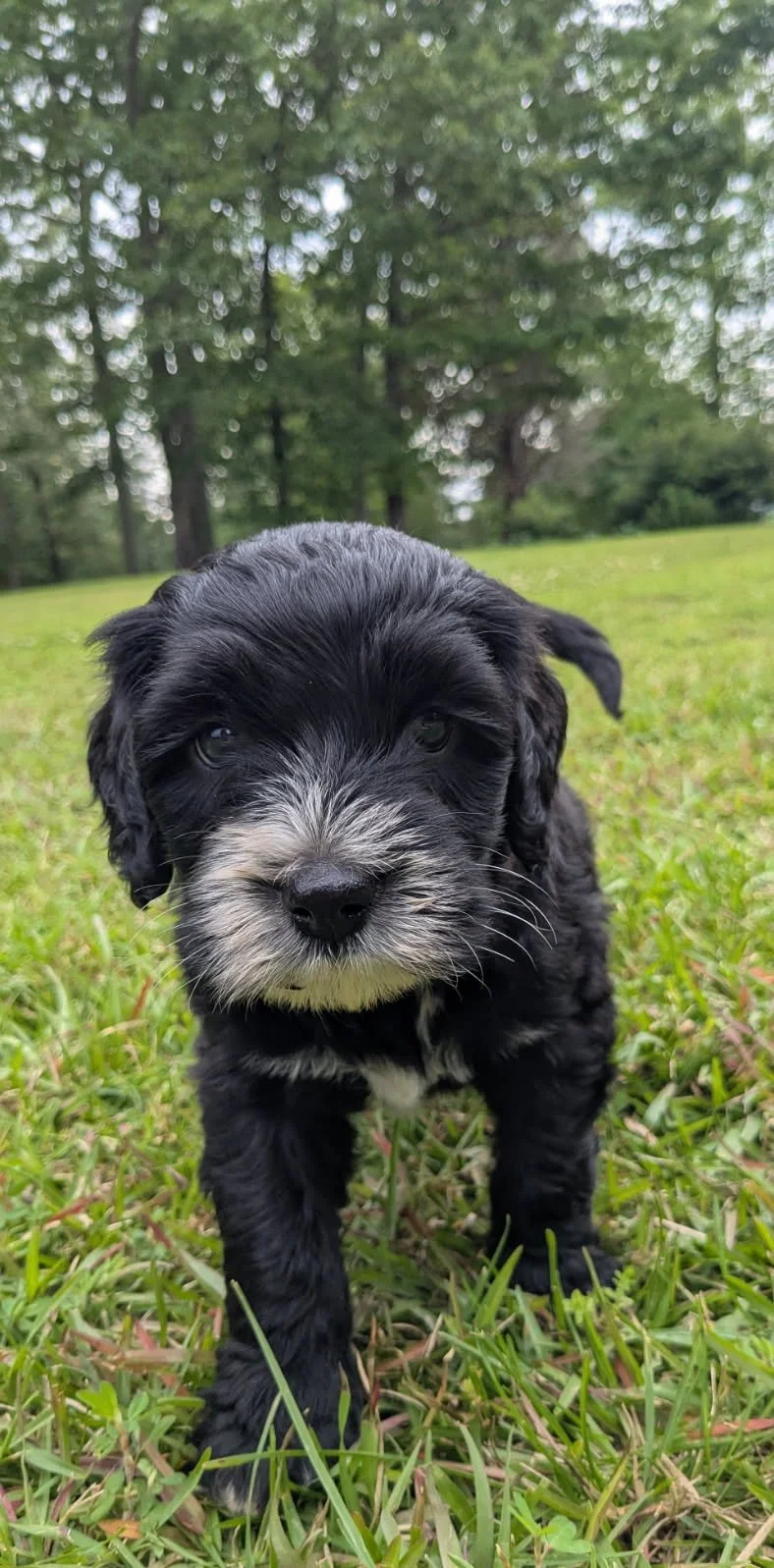 Close-up of a cute black and white Bernese Water dog puppy standing on green grass with trees in the background.