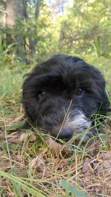 Close-up of a black Bernese Water dog puppy lying on the grass outdoors in a wooded area.