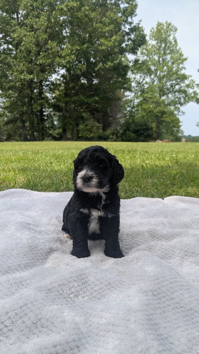 A black and white Bernese Water dog puppy sitting on a white blanket outdoors with green grass and trees in the background.