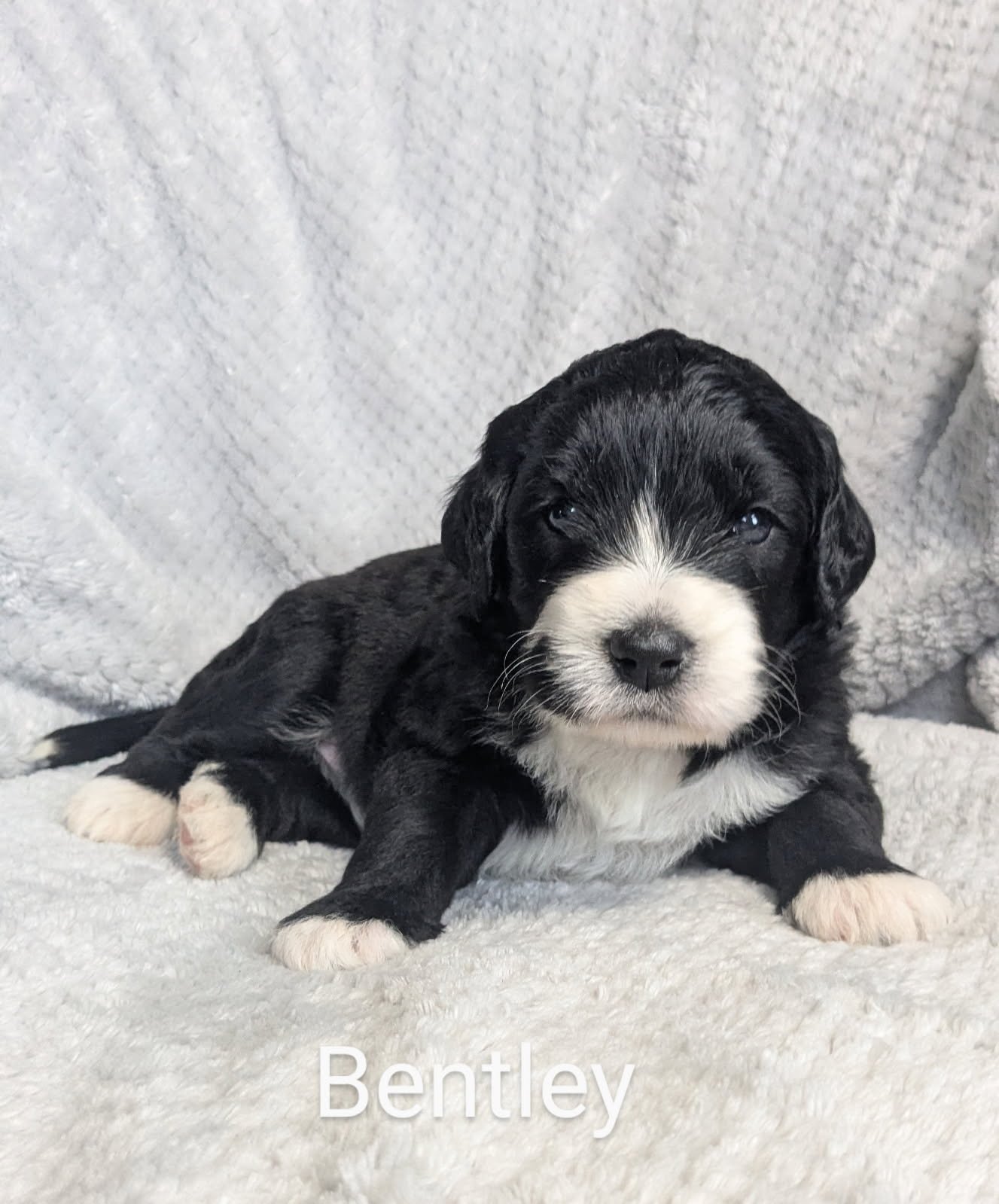 Black and white Bernese Water Dog puppy lying on a soft, textured blanket with the name "Bentley" displayed at the bottom.