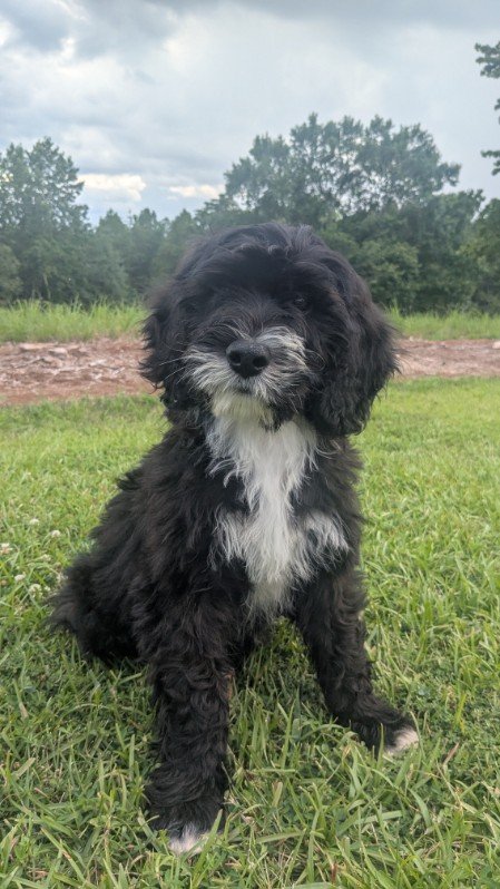 Black and white Bernese Water dog puppy sitting on grass outdoors with trees and cloudy sky in the background.