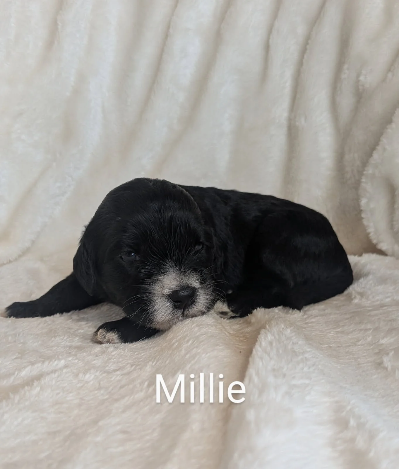 Black and white Bernese Water Dog puppy named Millie resting on a soft white blanket.