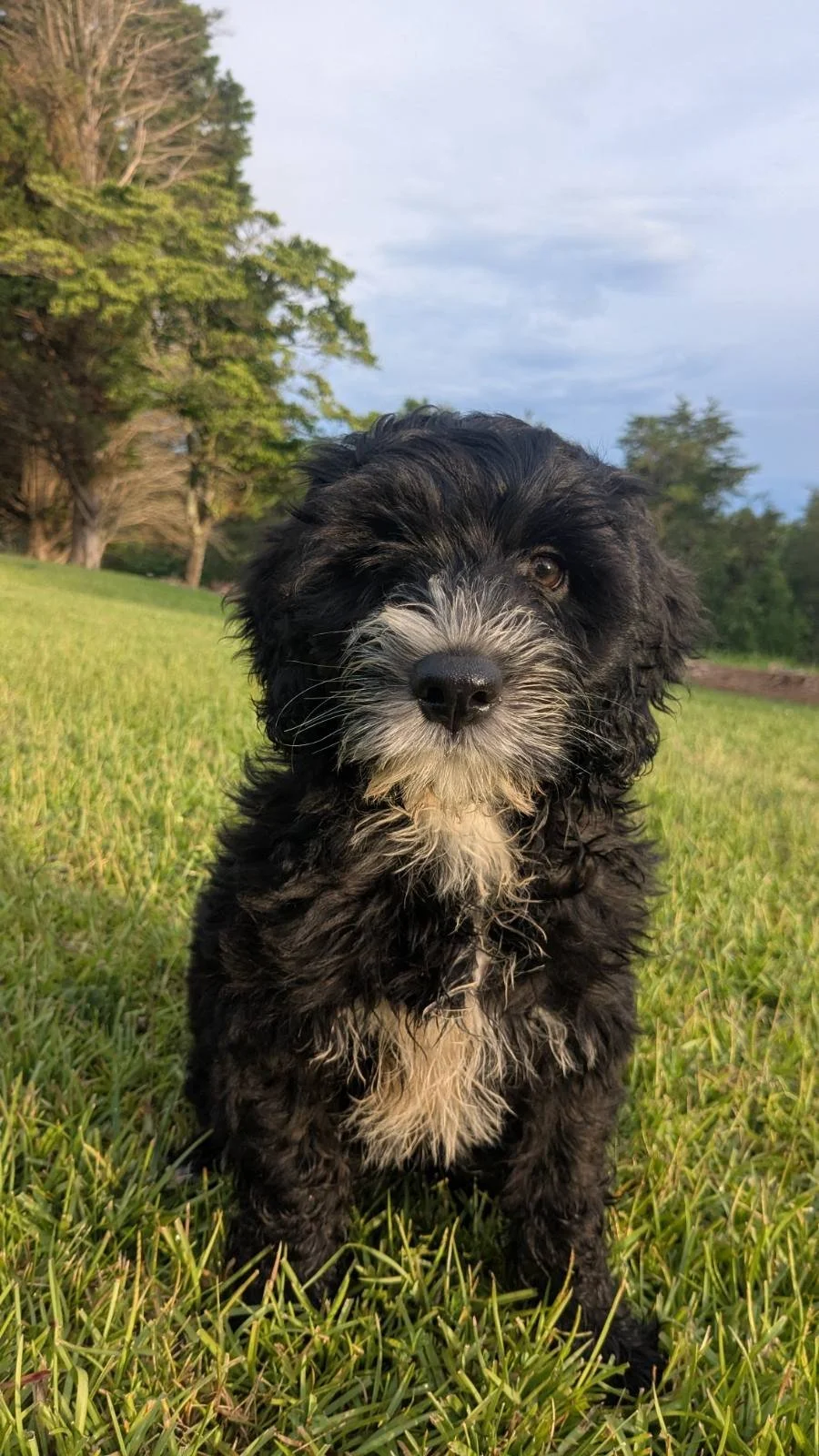 Young black and white curly-haired Bernese Water dog puppy sitting on green grass in a park during daytime