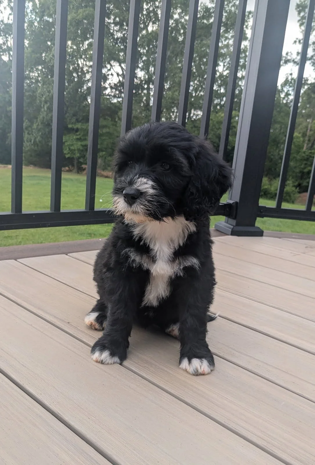 A cute black and white Bernese Water dog puppy sitting on a wooden deck with a green yard and trees in the background.