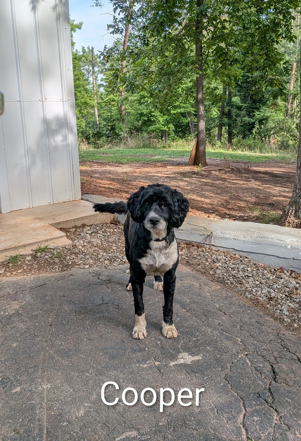 Cooper 2.jpg