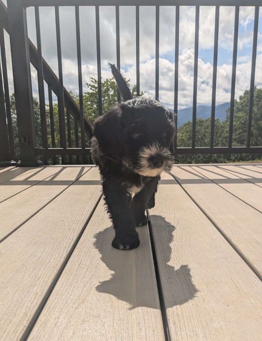 A small black and white Bernese Water dog puppy walking on a wooden deck with a railing, outdoor scenery including trees, mountains, and a partly cloudy sky in the background.