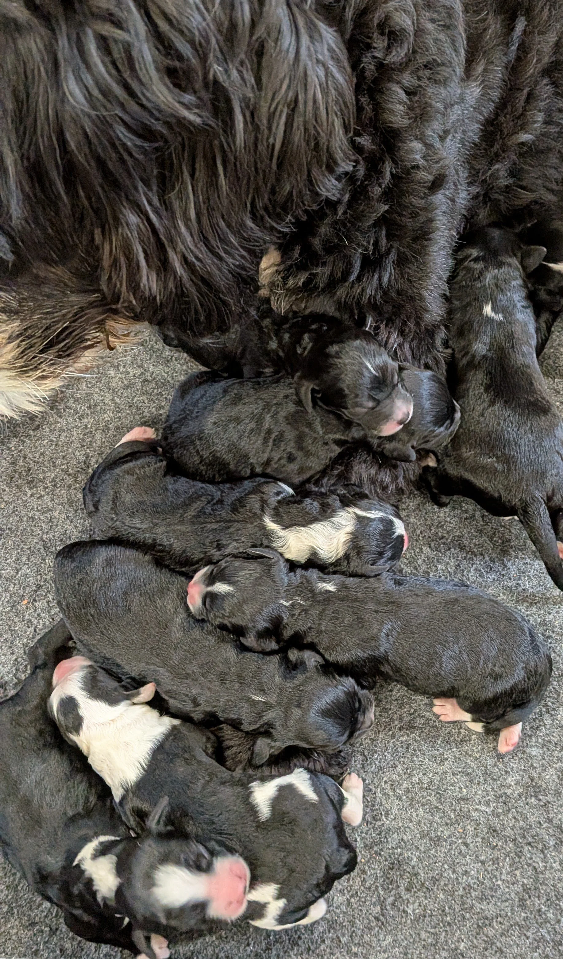 newborn pics5.jpg