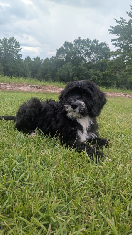 Black and white Bernese Water dog puppy lying on green grass in an outdoor setting with trees and cloudy sky in the background.