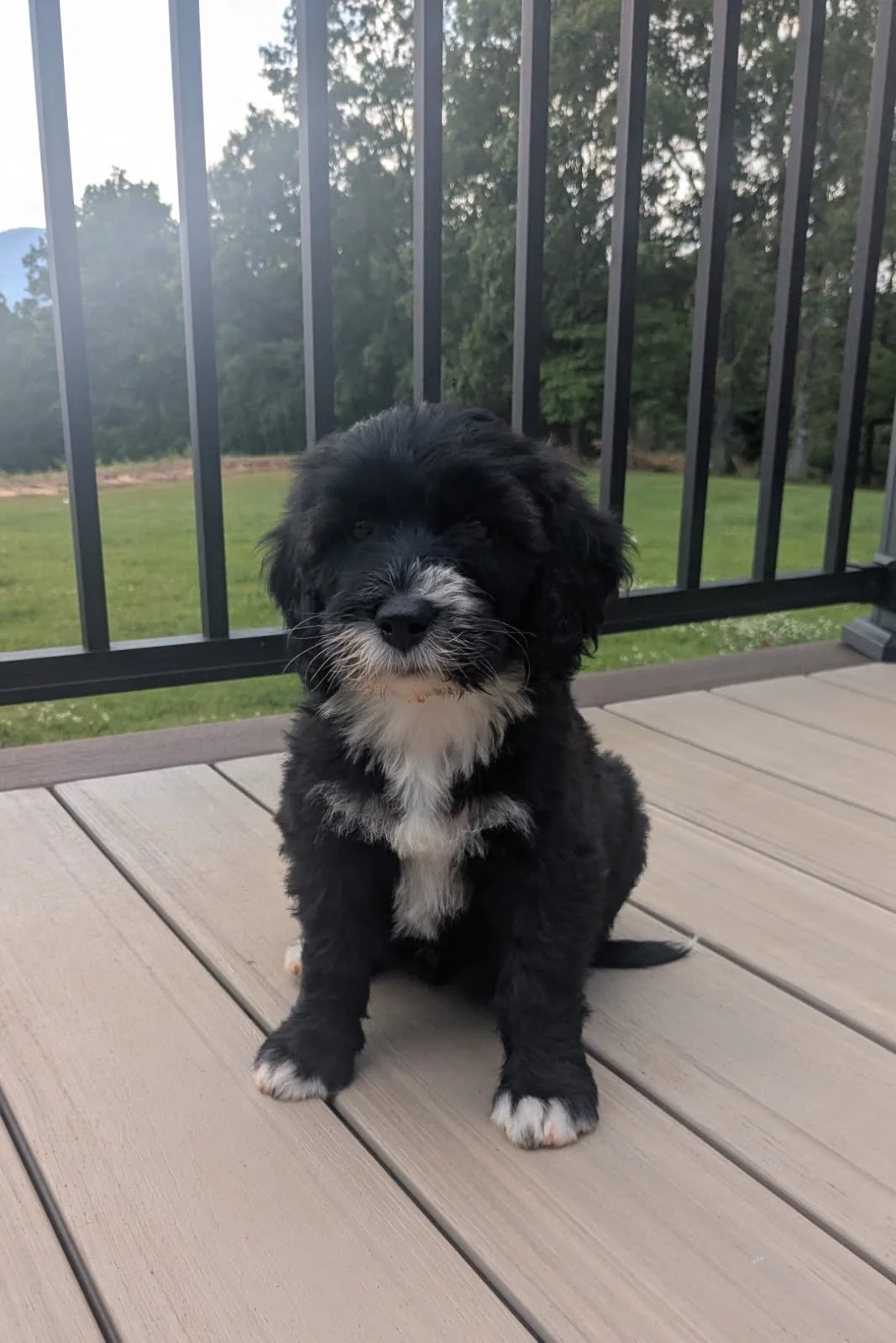 A cute black and white Bernese Water dog puppy sitting on a wooden deck with a green lawn and trees in the background.