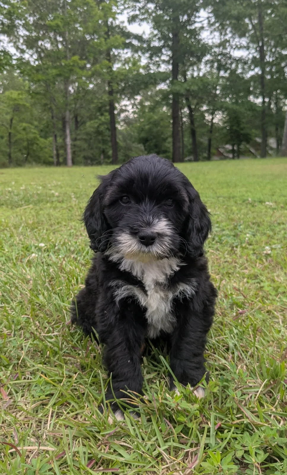 A black and white Bernese Water dog puppy sitting on grass with trees in the background.