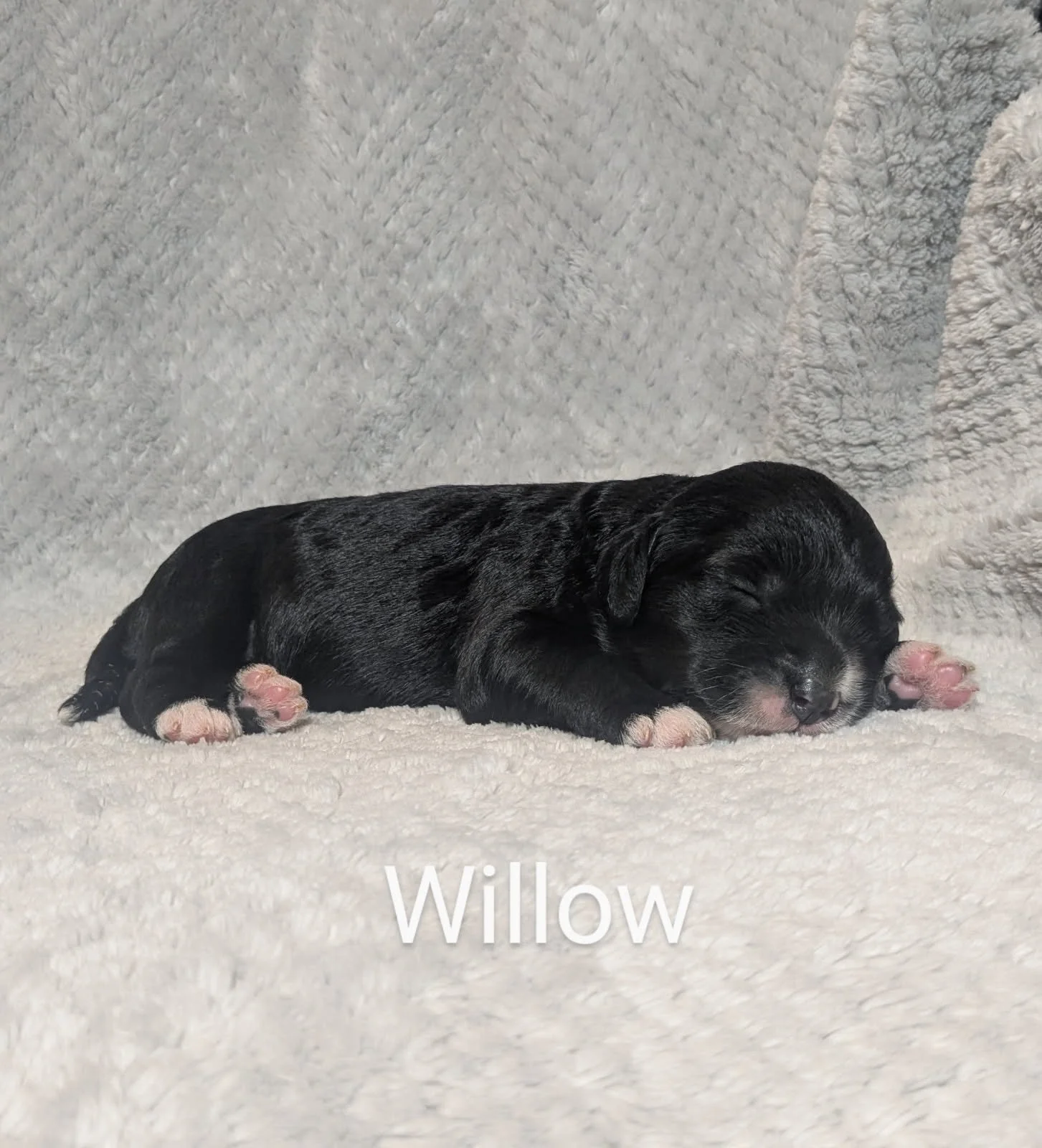 Newborn black Bernese Water Dog puppy sleeping on a gray blanket, with the text "Willow" overlaid.