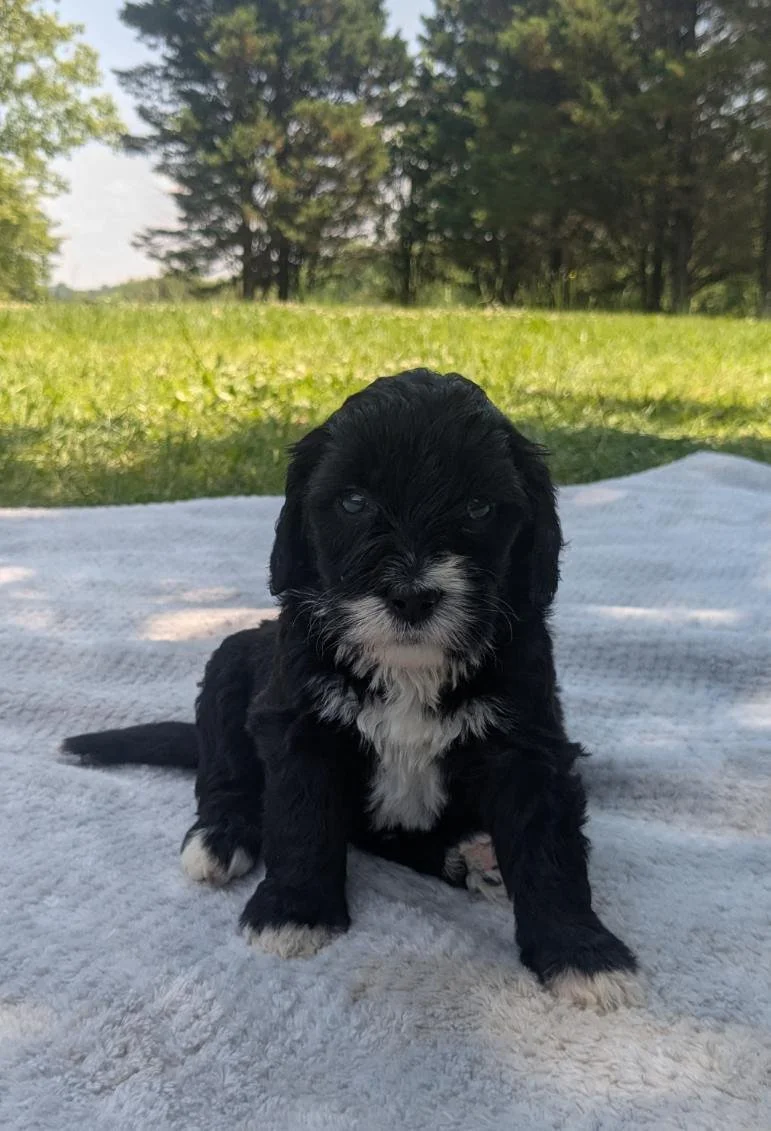 Black and white Bernese Water Dog puppy sitting on a white blanket outdoors with grass and trees in the background.