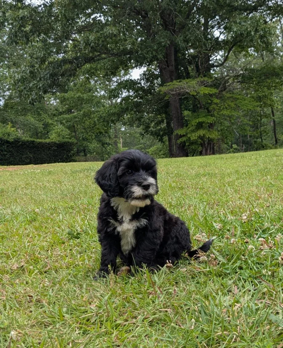 A cute black and white Bernese Water dog puppy sitting on green grass in a park with trees in the background.