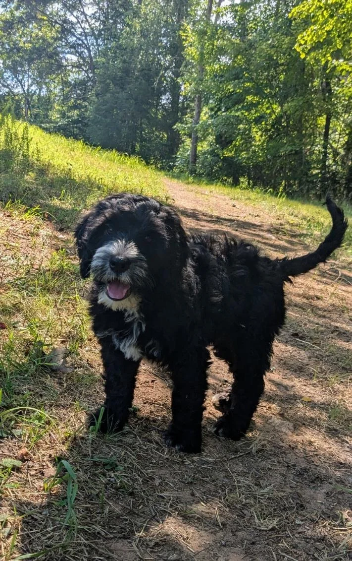 A happy black and white Bernese Water dog puppy walking on a dirt trail in a green, wooded area on a sunny day.
