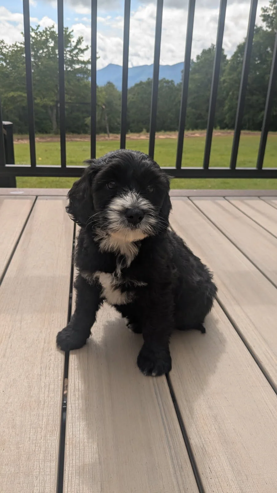 Cute black and white Bernese Water dog puppy sitting on a wooden deck with a mountain and cloudy sky in the background.