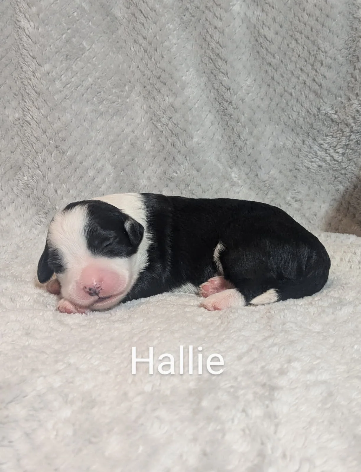 Newborn black and white Bernese Water Dog puppy named Hallie sleeping on a soft white blanket.