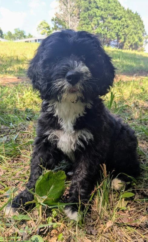 Cute black and white Bernese Water dog puppy sitting outdoors on grass with trees and a house in the background.