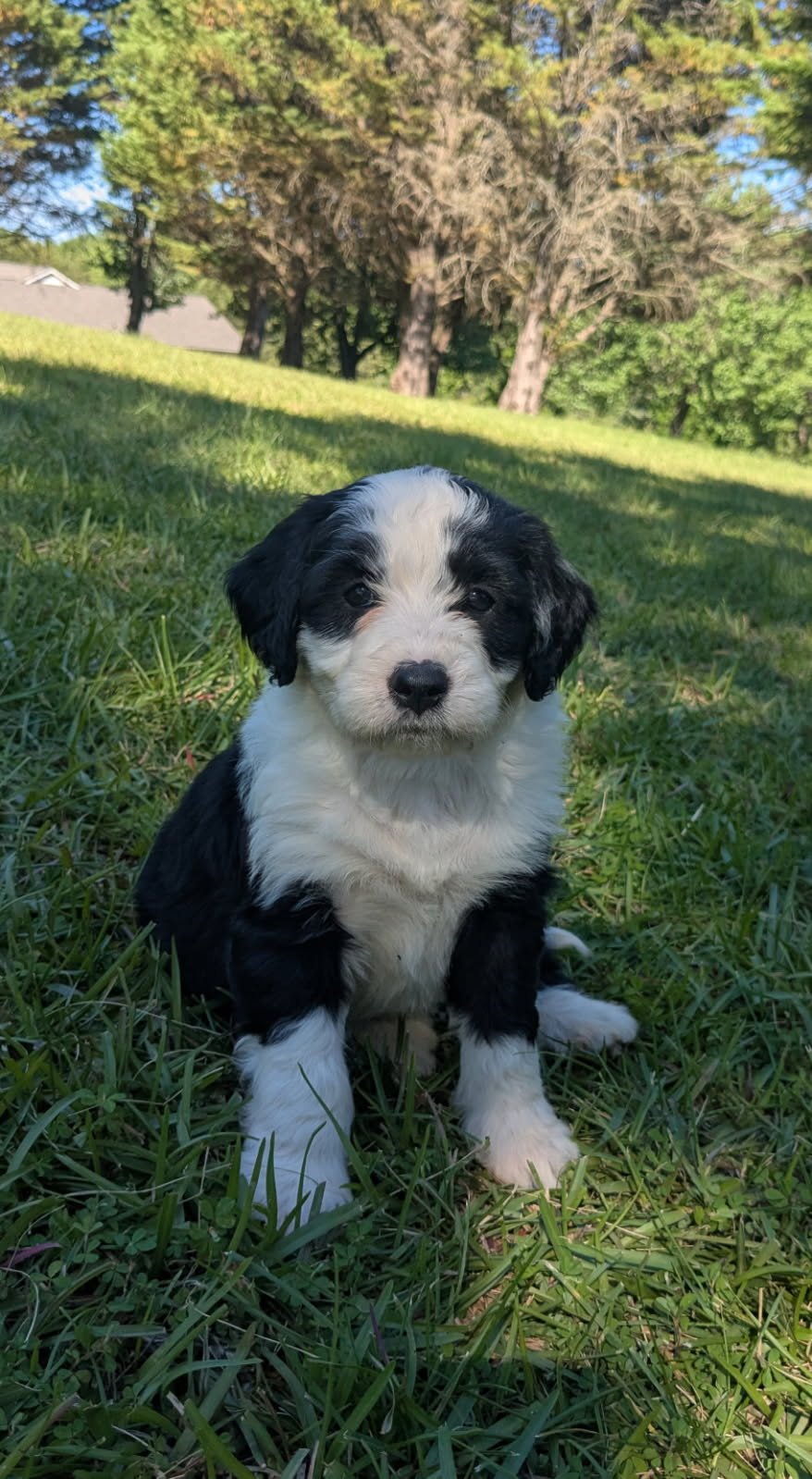 A black and white Bernese Water dog puppy sitting on green grass outdoors with trees in the background.